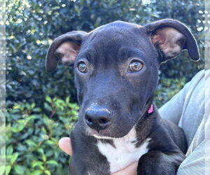 American Pit Bull Terrier-Unknown Mix Dogs for adoption in Cary, NC, USA