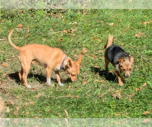 GYPSY - Female Chihuahua-Unknown Mix Dog for Adoption - Photo #8