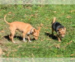 Small Photo #8 Chihuahua-Unknown Mix Puppy For Sale in Westmont, IL, USA