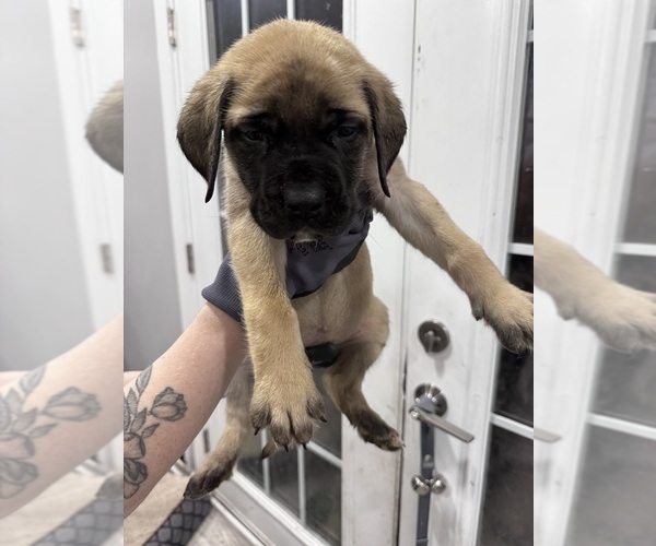 Medium Photo #8 Mastiff Puppy For Sale in CHESTERTON, IN, USA