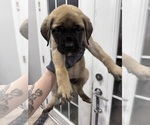 Small #7 Mastiff