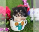 Small #8 Pomeranian