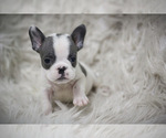 Small Photo #6 French Bulldog Puppy For Sale in HOLMEN, WI, USA