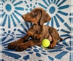 Puppy 3 Black Doberman Pinscher