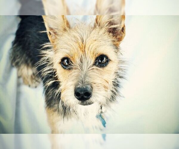 Medium Photo #4 Australian Terrier-Unknown Mix Puppy For Sale in Milpitas, CA, USA