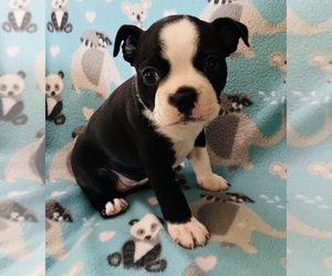 Faux Frenchbo Bulldog Puppy for sale in PAHRUMP, NV, USA