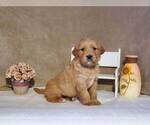 Puppy Kia Golden Retriever