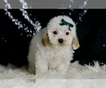 Small Photo #103 Maltipoo (Miniature) Puppy For Sale in WARSAW, IN, USA