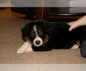 Australian Shepherd Puppy for sale in FREDERICKSBG, OH, USA