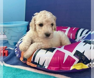 Labradoodle Puppy for sale in SOCIAL CIRCLE, GA, USA