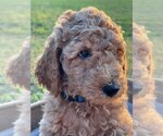Small Photo #6 Goldendoodle Puppy For Sale in PENDLETON, SC, USA