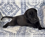Small #1 Cane Corso