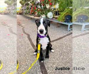 JUSTICE - Female Labrador Retriever-Unknown Mix Dog for Adoption - Photo #3