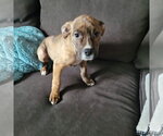 Small Mutt