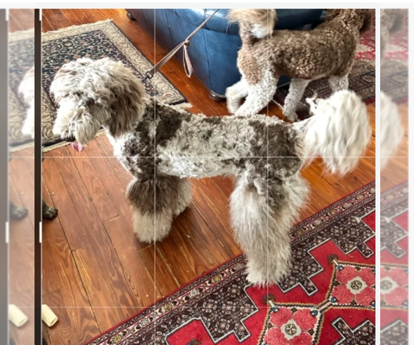 Medium Photo #1 Labradoodle-Sheepadoodle Mix Puppy For Sale in ORLANDO, FL, USA