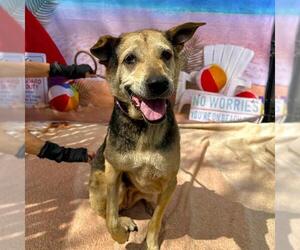 German Shepherd Dog-Unknown Mix Dogs for adoption in Long Beach, CA, USA