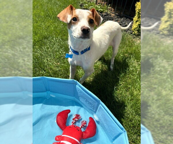 Medium Photo #3 Jack Russell Terrier-Unknown Mix Puppy For Sale in Plainfield, IL, USA