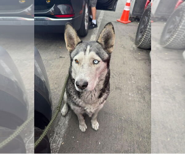 Medium Photo #2 Huskies -Unknown Mix Puppy For Sale in Lake Forest, CA, USA