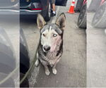 Small #1 Huskies  Mix