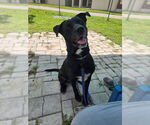 Small #3 American Pit Bull Terrier-Labrador Retriever Mix