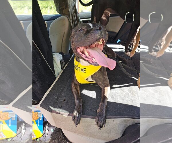 Medium Photo #11 American Pit Bull Terrier-Unknown Mix Puppy For Sale in Rockaway, NJ, USA