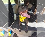 Small #10 American Pit Bull Terrier Mix