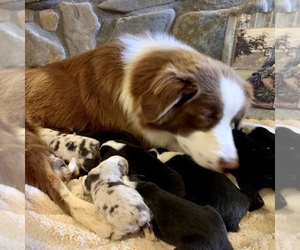 Mother of the Australian Shepherd puppies born on 06/01/2023