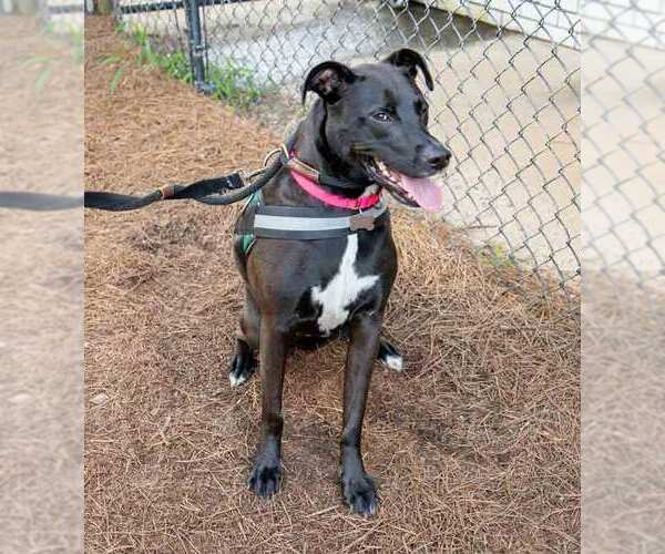 Medium Photo #3 Labrador Retriever-Unknown Mix Puppy For Sale in Kennesaw, GA, USA