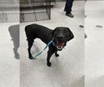 Small Labrador Retriever Mix