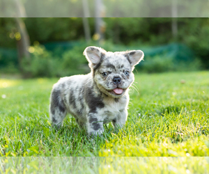 French Bulldog Puppy for sale in SYRACUSE, IN, USA