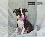 Image preview for Ad Listing. Nickname: Felicity