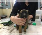 Small Mutt
