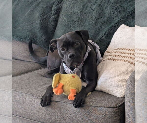 Medium Photo #3 American Pit Bull Terrier-Unknown Mix Puppy For Sale in Fargo, ND, USA