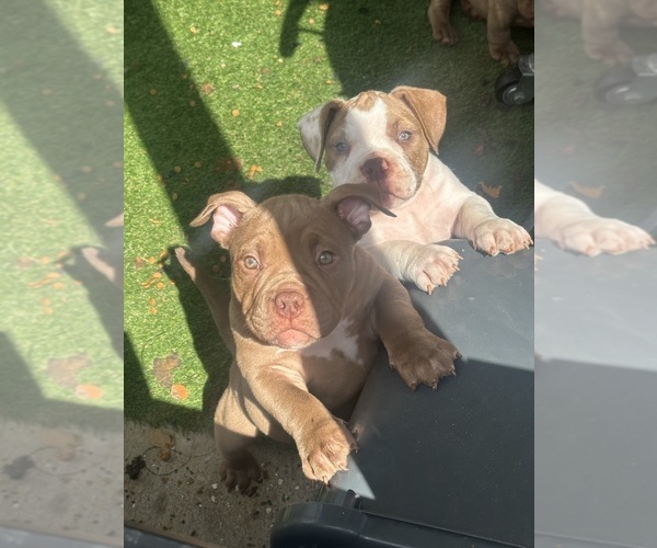 Medium Photo #1 American Bully Puppy For Sale in DURHAM, NC, USA