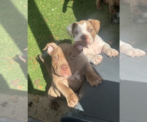 American Bully Puppy for sale in DURHAM, NC, USA