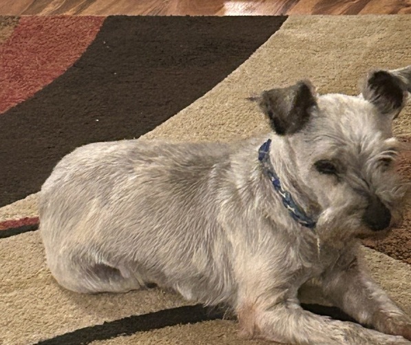 View Ad Schnauzer (Miniature) Dog for Adoption near Indiana, BOYLESTON, USA. ADN733977