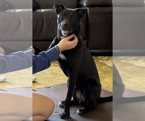 Medium Photo #2 Labrador Retriever-Unknown Mix Puppy For Sale in Boston, MA, USA