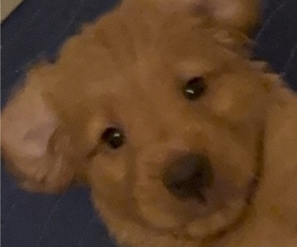 Medium Photo #10 Golden Retriever Puppy For Sale in SOMERSWORTH, NH, USA