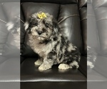 Small Photo #2 Poodle (Miniature) Puppy For Sale in LANCASTER, KY, USA