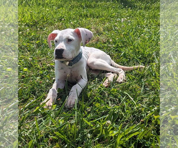 Medium Photo #18 Boxer-Unknown Mix Puppy For Sale in Germantown, OH, USA