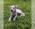 Small #17 Boxer Mix