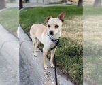 Small #2 Chihuahua