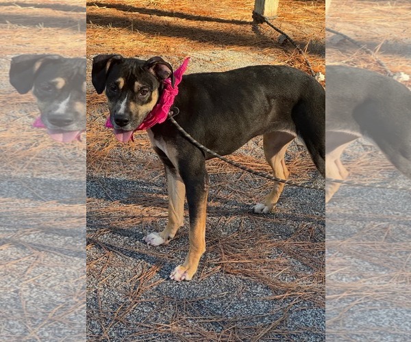 Medium Photo #2 Mutt Puppy For Sale in Shillington, PA, USA