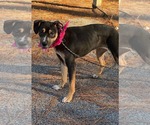Small Photo #2 Mutt Puppy For Sale in Shillington, PA, USA