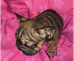 Small #3 French Bulldog
