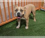 *MR. GROVER - Male American Pit Bull Terrier-Unknown Mix Dog for Adoption - Small photo