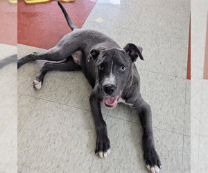 Mutt Dogs for adoption in Plano, TX, USA