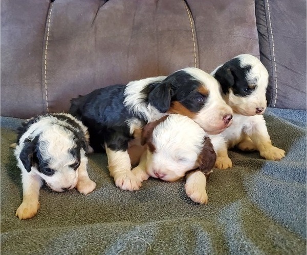 Medium Photo #12 Miniature Bernedoodle Puppy For Sale in LEETONIA, OH, USA
