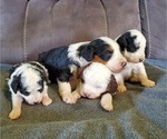 Small #11 Miniature Bernedoodle