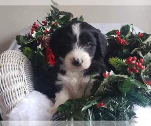 Aussiedoodle Puppy for sale in CLARE, MI, USA